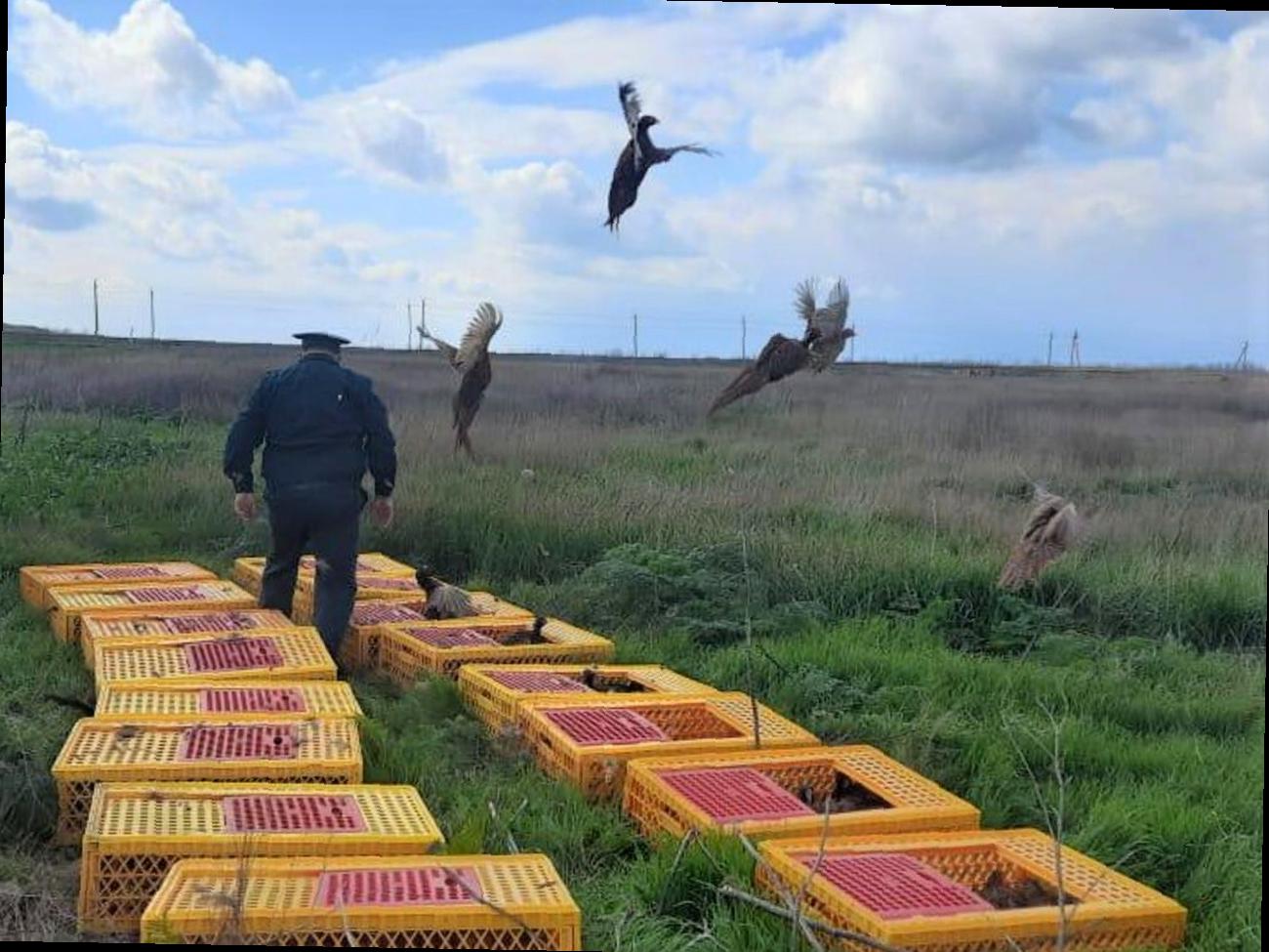 200 северокавказских фазанов были выпущены в Темрюкском районе.