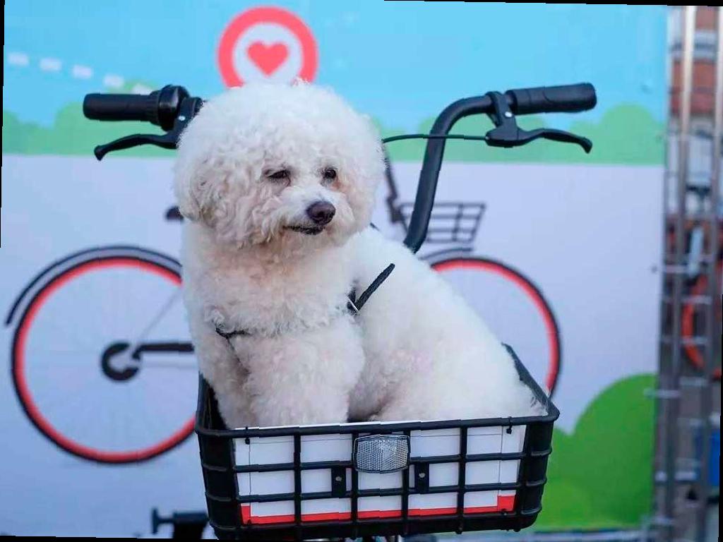 На Кубани запретили посещение общественных мест с собаками