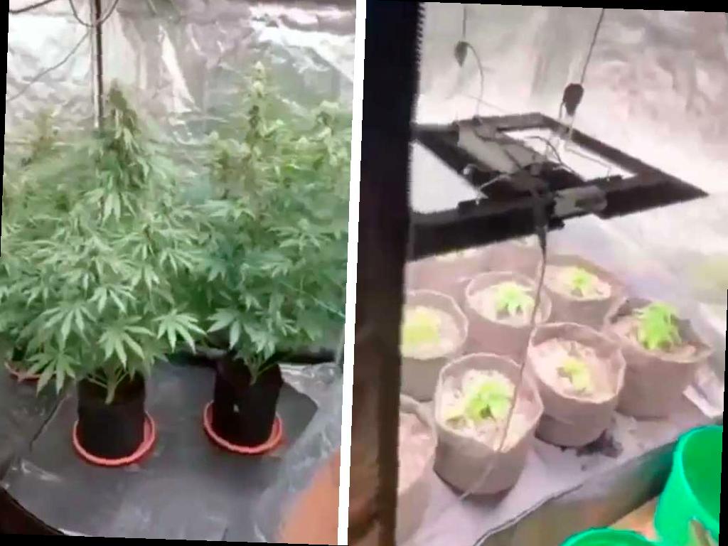 В Сочи задержали мужчину, который выращивал коноплю в квартире