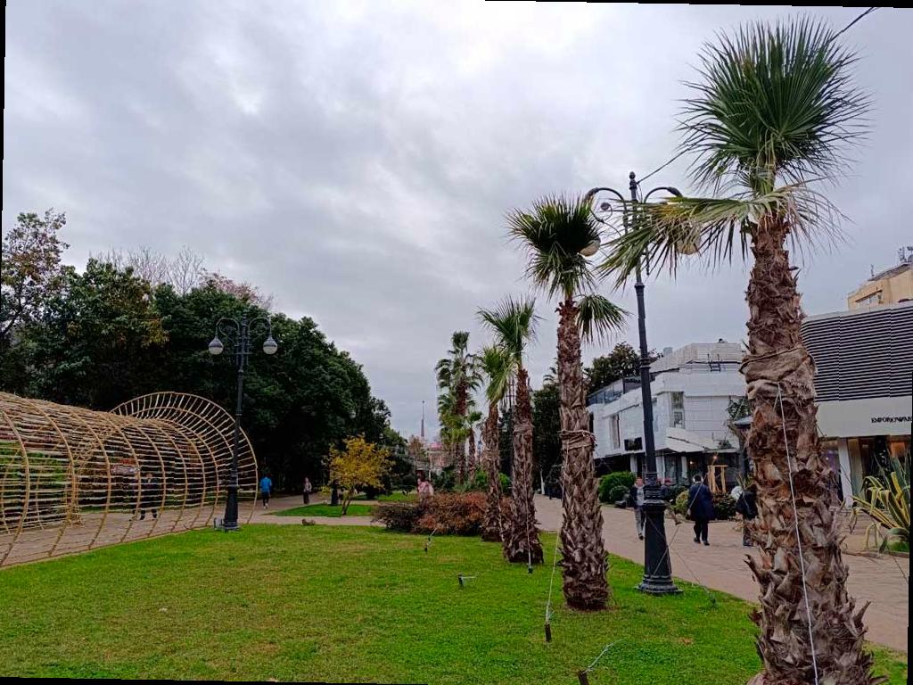 В Сочи готовят пальмы и экзотические растения к зиме