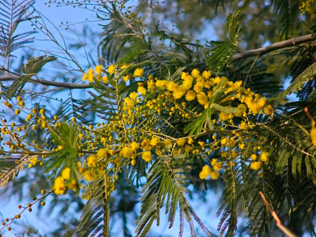 В Дендрарии Сочи цветет мимоза