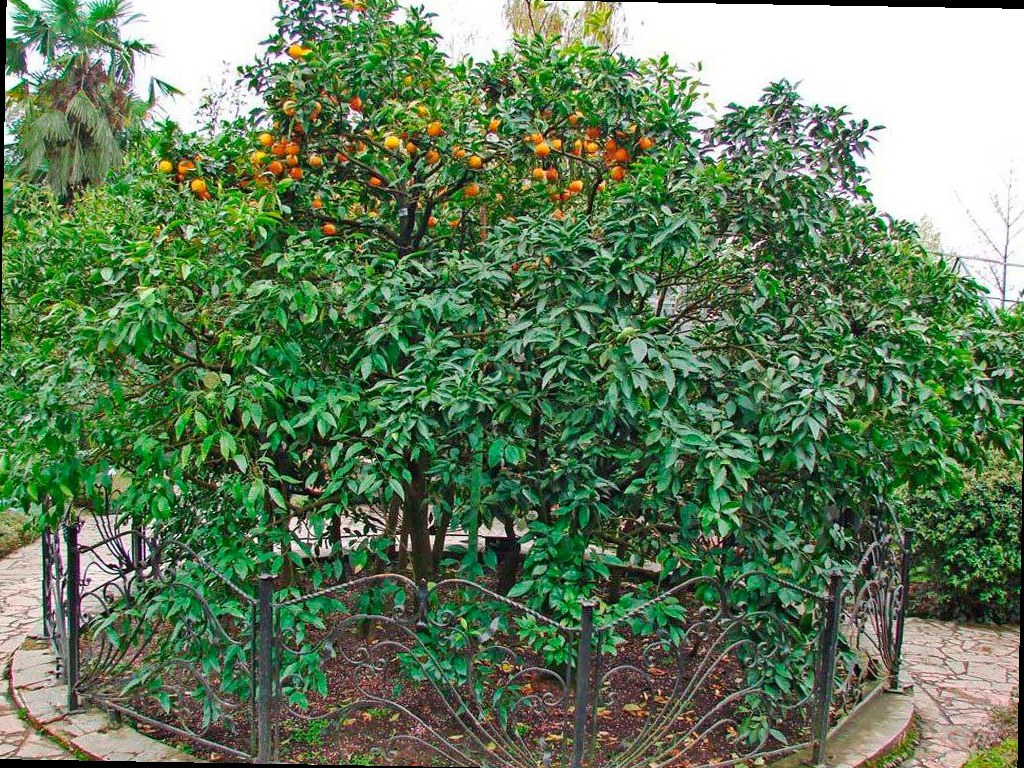 В Сочи планируют отремонтировать павильон ботанического сада «Дерево Д