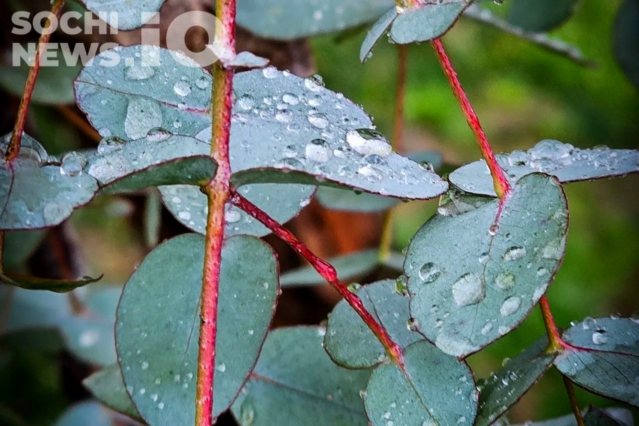 В Сочи с 12 мая ожидаются дожди и грозы