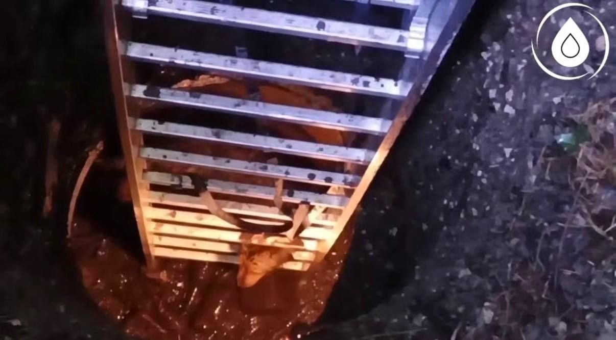 Спасение собаки из 8-метрового колодца в Сочи
